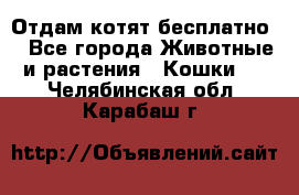 Отдам котят бесплатно  - Все города Животные и растения » Кошки   . Челябинская обл.,Карабаш г.